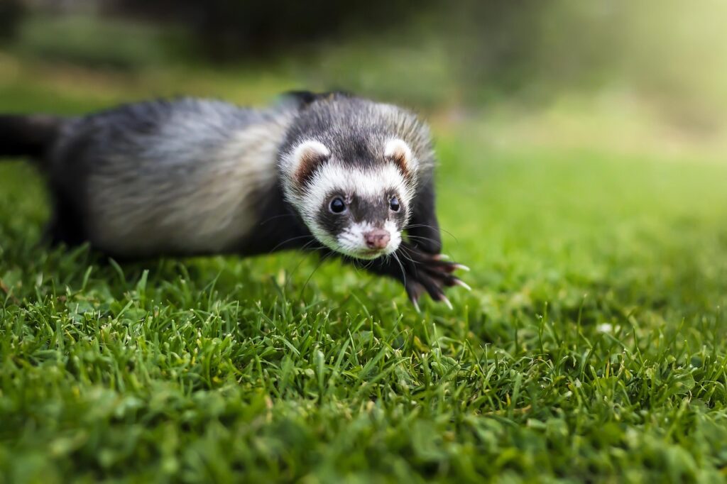 animal, ferret, mammal, species, fauna, nature, wildlife, fur